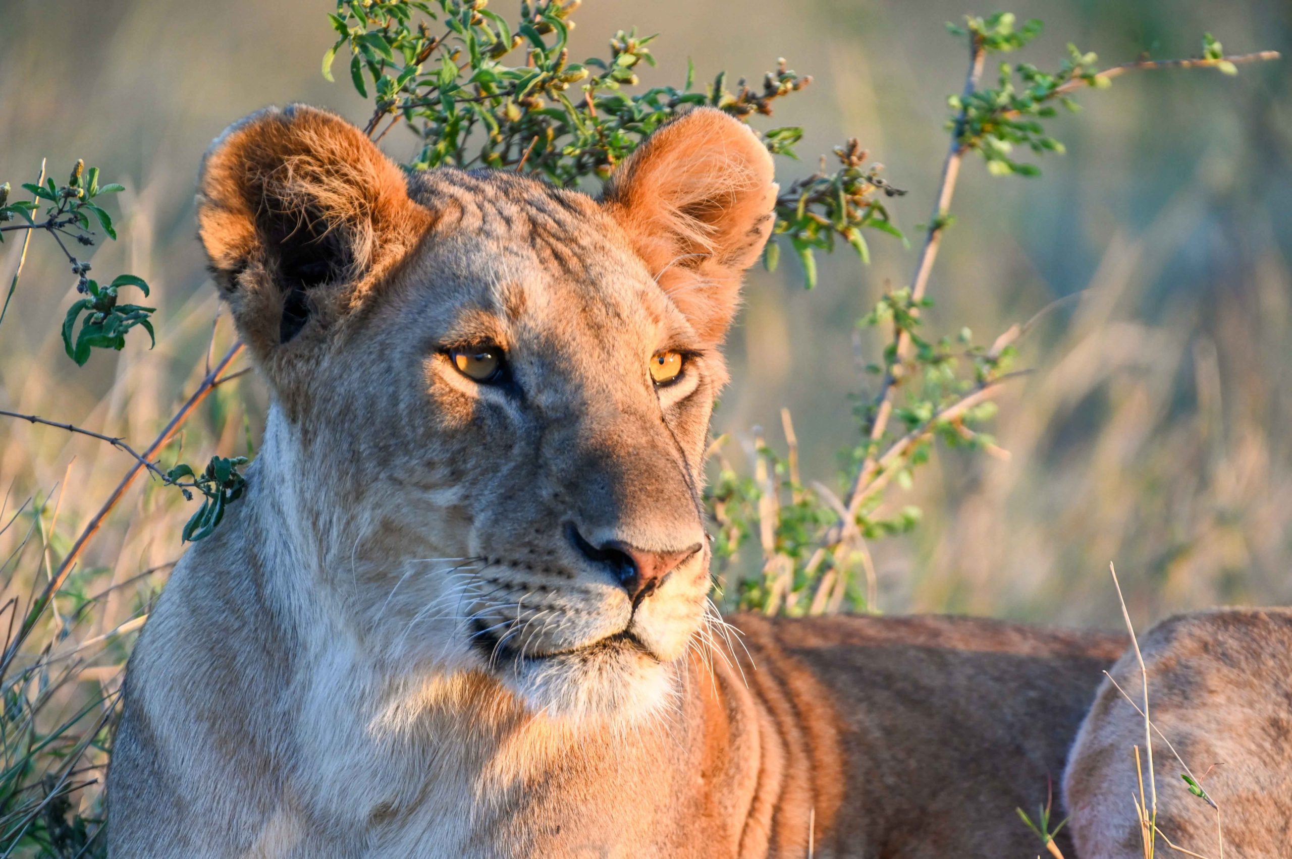 4 Days Safari