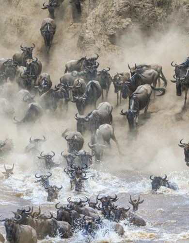 6 Days Safari – Immigration